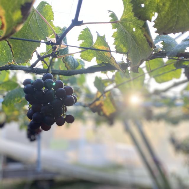 新社新峰農場採果+網美下午茶體驗