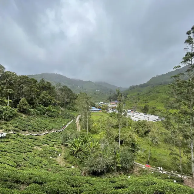 Boh Tea Plantation @Cameron Highlands