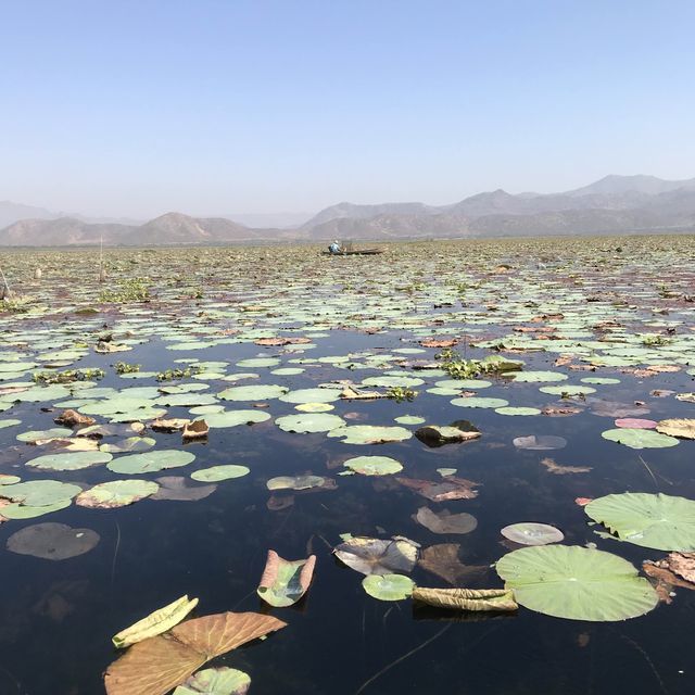 Lotus lake near Mandalay 