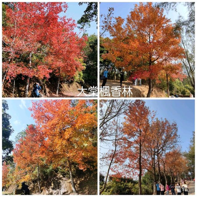 ✨打卡元朗最美紅葉楓香林🍁🍂📸✨ ✨打卡元朗最美紅葉楓香林🍁🍂📸✨