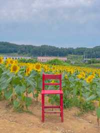 지금 가보기 좋은 연천 호로고루 해바라기 명소🌻