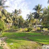 farm coconut 