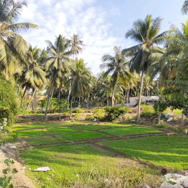 farm coconut 