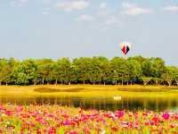 🌺🌸BALLOONS OVER COSMOS MEADOWS 🌺🌸