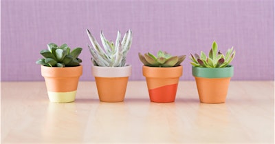 Succulent Pot Painting | Covenant Cafe