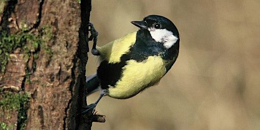 9. The Dawn Chorus: 3 miles - Walk and Talk NB: Time changed from leaflet | Dale End Car Park