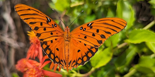 Florida-Friendly Landscaping™ for Wildlife and Pollinators | UF/IFAS Extension Sarasota County