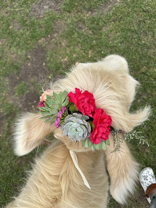 Mother's Day Succulent Flower Crowns with Goats  & Highland Cows | Flowertown Charm