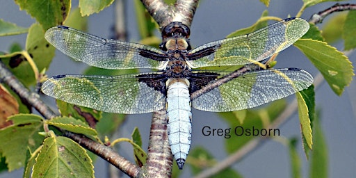 Dragonflies and Butterflies walk | Fenn's, Whixall & Bettisfield Mosses National Nature Reserve