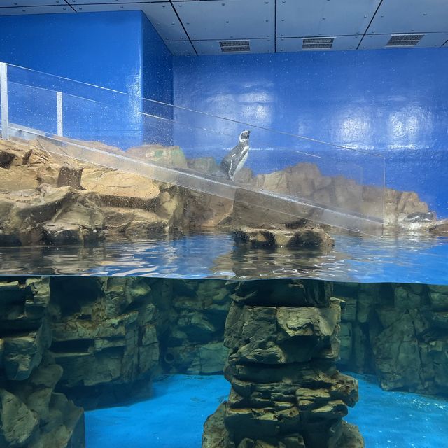 ✨桃園美翻了xpark 水族館✨