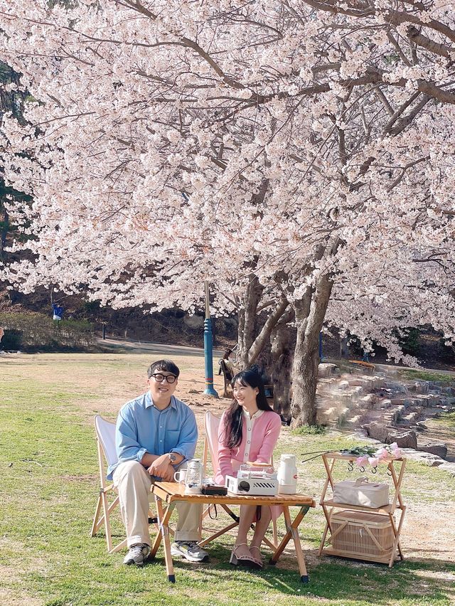 울산 벚꽃 캠프닉은 "선암호수공원" 드림피크닉광장