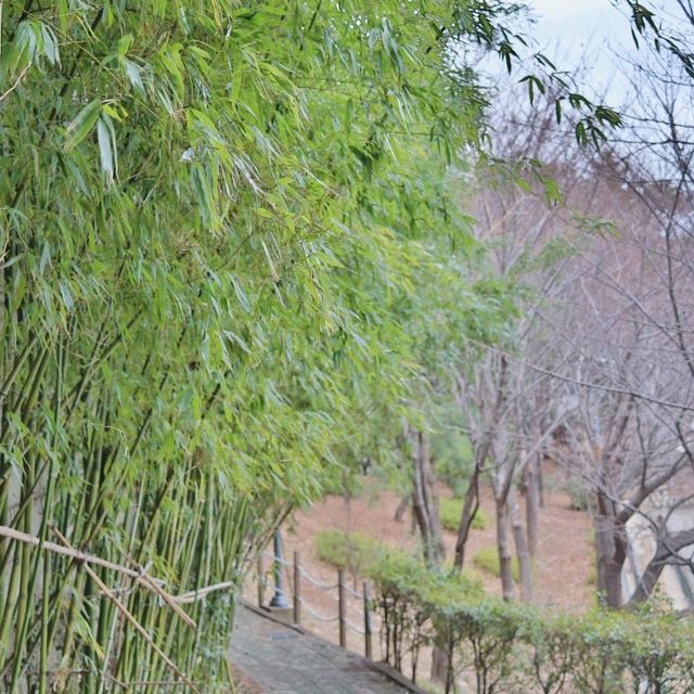 부산 동백꽃 예쁜곳 수영사적공원