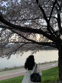 [대구] 벚꽃 명소 아양교 기찻길 🚞🌸🌸💗