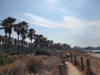 협재해수욕장 야자수 산책길🌴