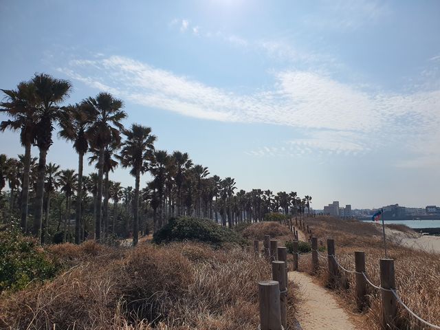 협재해수욕장 야자수 산책길🌴