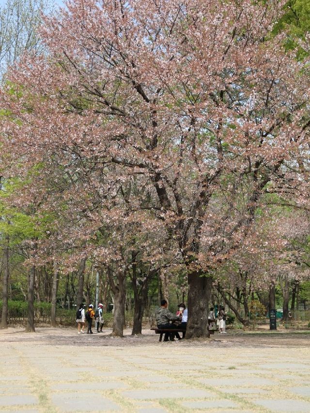 서울 피크닉 장소 추천, 서울숲