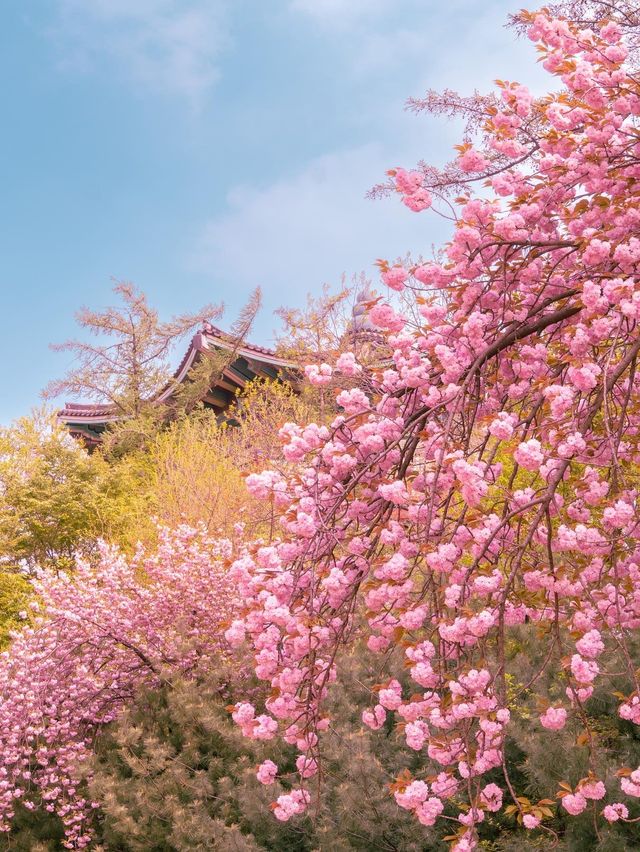 겹벚꽃 명소, 어린이대공원