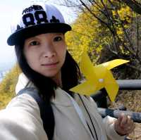 개나리 피어나는 응봉산의 봄🌼