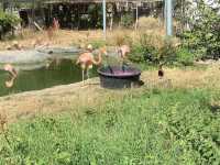 Hanwell Zoo