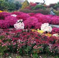 Colourful autumn at Garden of Morning Calm