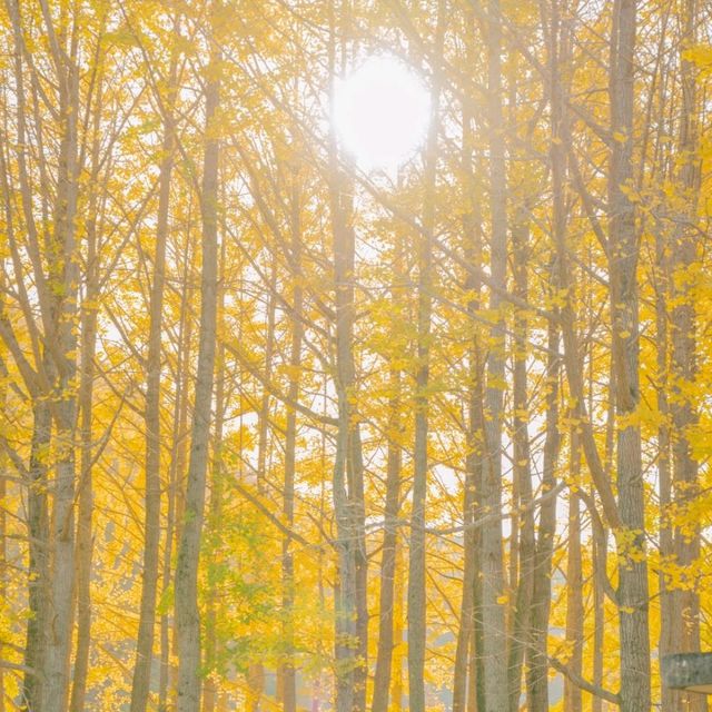 💛외국 자작나무숲의 한국버전 은행나무숲 [경주, 도리마을]