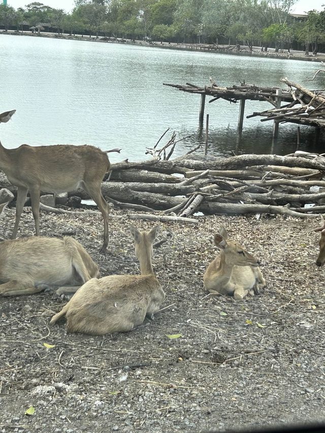 來泰國Safari World當一天動物飼養員吧！