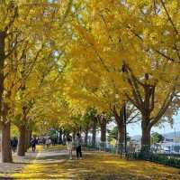 Asan Gingko Tree Road (은행나무길) 