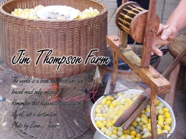 อลังการทุ่งคอสมอสงานเทศกาลดอกไม้@Jim Thompson Farm