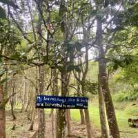 Hoga Valley.Tea Farm No Traffic Less Crowded!