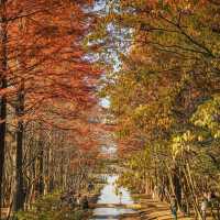경주 단풍 명소 산림환경연구원 