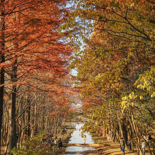 경주 단풍 명소 산림환경연구원 