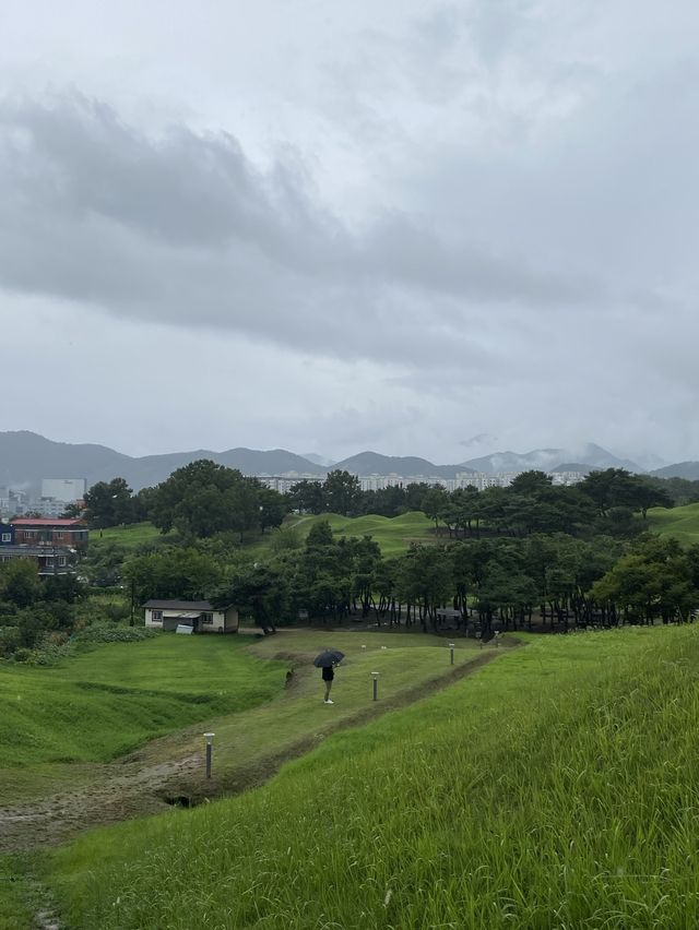 대구 불로동고분군: 가장 완벽한 나홀로나무