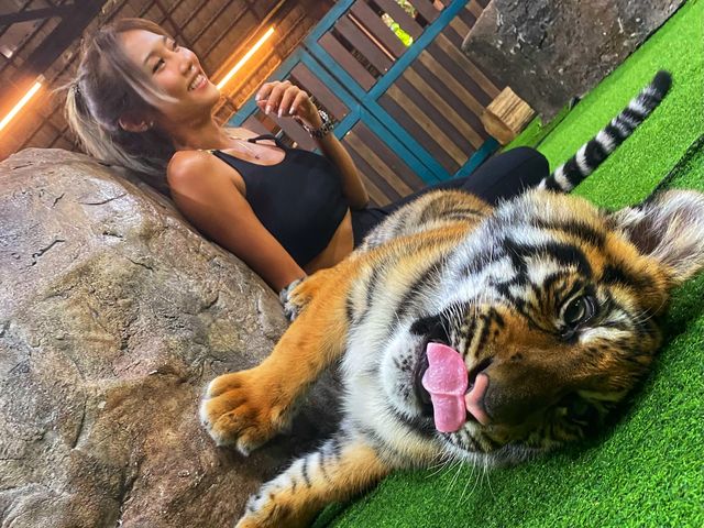 🐯เที่ยวคุ้มเสือ (Tiger Kingdom) เชียงใหม่🐯