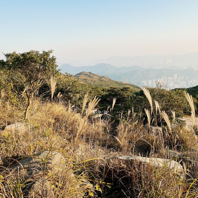登上去全香港最高的山峰⛰️大帽山之旅