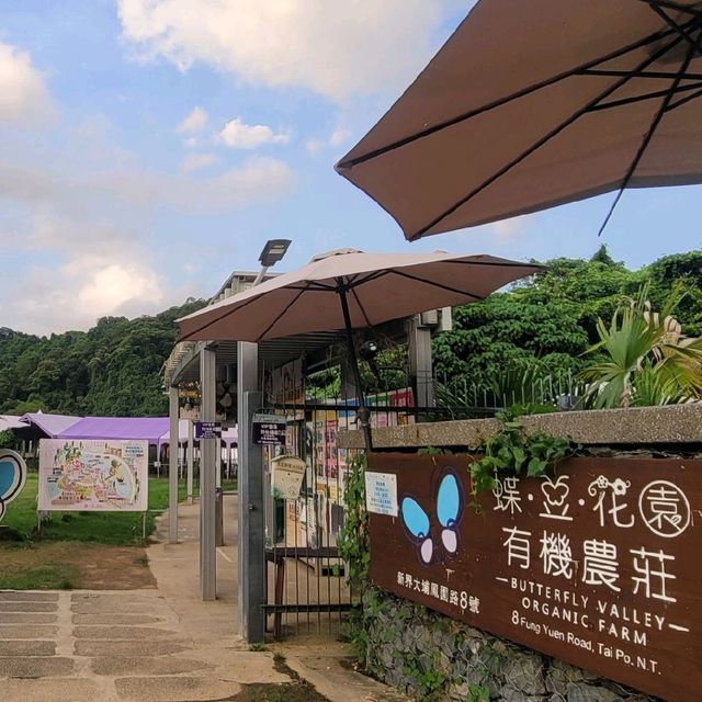DIY體驗 ~ 大埔蝶豆花園有機農莊  DIY體驗 ~ 大埔蝶豆花園有機農莊