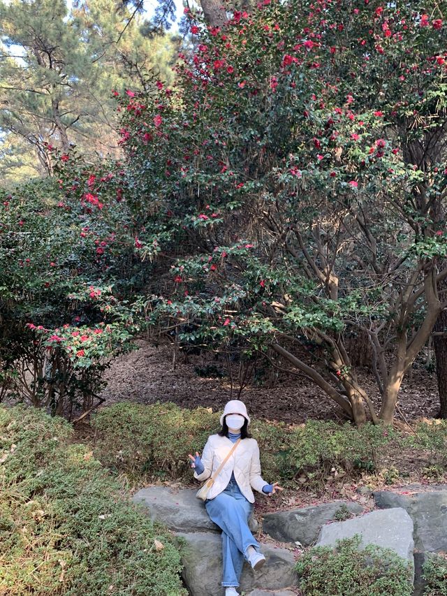 [부산] 동백섬에서 늦은 동백꽃 보기 🌺🌺❤️