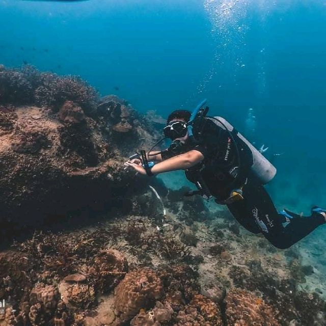 Scuba diving at Koh Tao