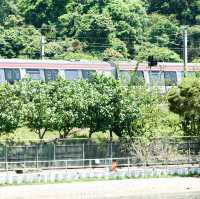 打卡位 小白鷺餐廳
