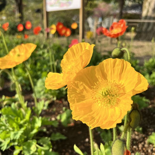 【栃木】チューリップが満開🌷まだまだ桜も楽しめる✨