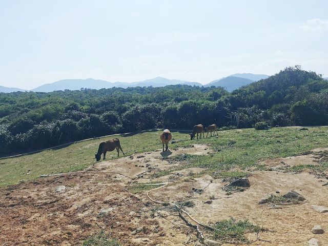 塔門大草坪