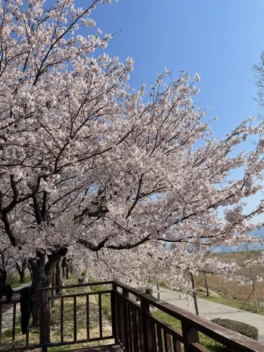 부산 최고의 벚꽃 명소🌸🌸🌸