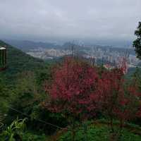滿滿芬多精【台北內湖】鯉魚山一日遊