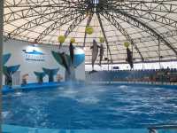 Pattaya Dolphinarium โชว์โลมาที่ดีที่สุดในเอเชีย