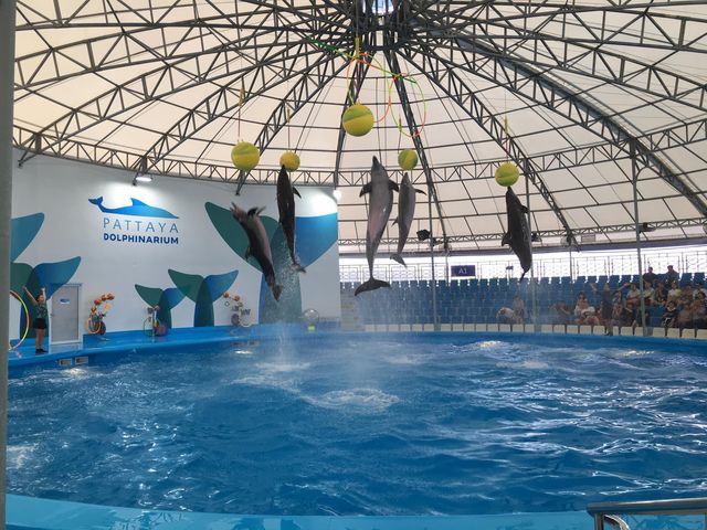 Pattaya Dolphinarium โชว์โลมาที่ดีที่สุดในเอเชีย