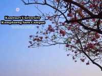 ซากุระใกล้กรุงบนถนนสายโรแมนติก@ม.เกษตรฯ กำแพงแสน