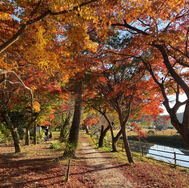 日本 最美的還是風景🍁🌼🗻
