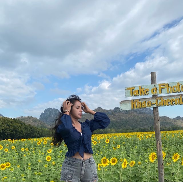 ✨ดอกทานตะวันบานที่ลพบุรี.🌻