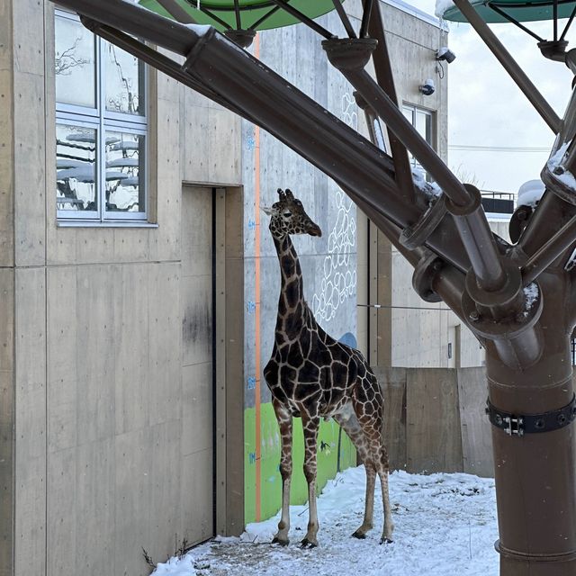 Asahiyama Zoo