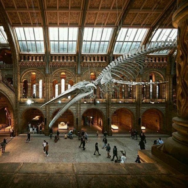 London Natural History Museum 🖼️
