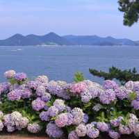 통영 이순신공원, 바다랑 함께 보는 수국 천국!🌸